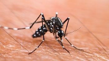 Moustiques tigres en Belgique et ses dangers pour votre santé